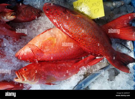 Blacktip Grouper Or Red Banded Grouper On Ice Stock Photo Alamy