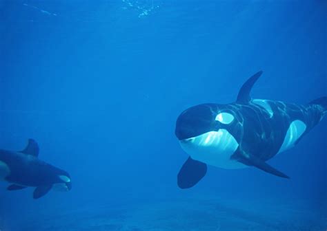 Killer Whale Wallpapers Wallpaper Cave