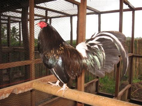 475 Best Images About Gamefowl On Pinterest