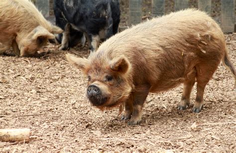 File:Kunekune Pig at Hamilton Zoo.jpg - Wikipedia