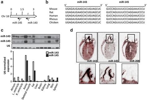 The Knockout Of MiR 143 And 145 Alters Smooth Muscle Cell Maintenance