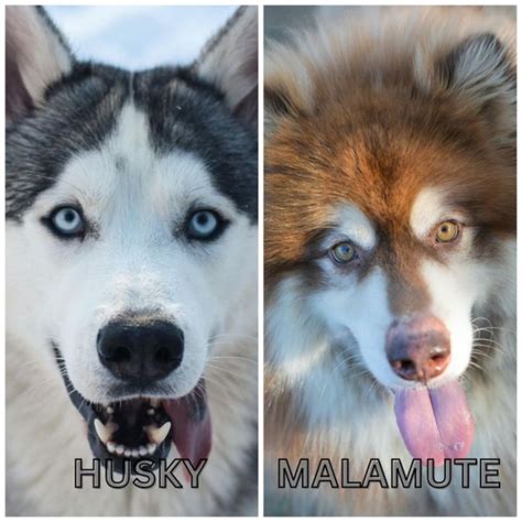 Husky Vs Malamute 9 Common Difference