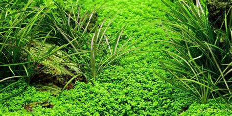 Хемиантус "Куба" (Hemianthus 'Cuba'), меристемное L, Микроклон ...