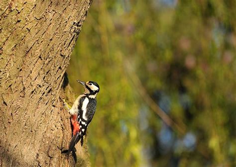 Specht Buntspecht Vogel Kostenloses Foto Auf Pixabay Specht