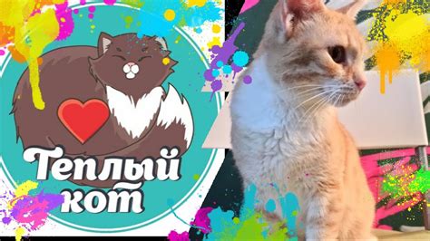 Котокафе Теплый Кот #теплыйкот #котокафе #forkids - YouTube