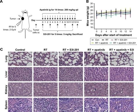 Full Article Effects Of Combined Inhibition Of Stat3 And Vegfr2