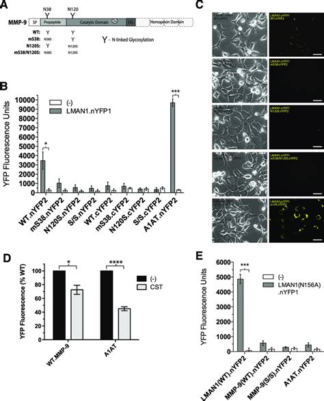 Complementation Assay Reveal N Glycosylation Dependent Interaction