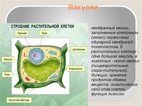 Вакуоль