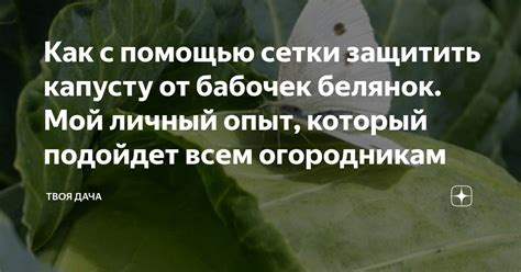 Как с помощью сетки защитить капусту от бабочек белянок. Мой личный ...