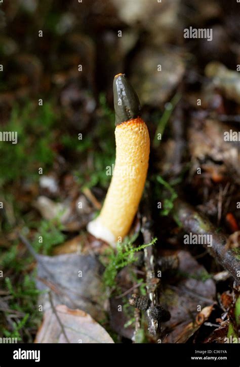 phallaceae  res stock photography  images alamy