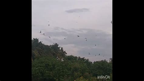 💐☔☂️⛈️மழை காற்று வீசும் போது மல்லிக பூ பாடதா Youtube