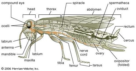 Classification Of Insects Britannica