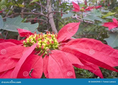 Poinsettia Euphorbia Pulcherrima Flower Stock Image Image Of Botany