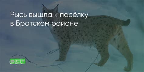Рысь вышла к посёлку в Братском районе - Братская студия телевидения
