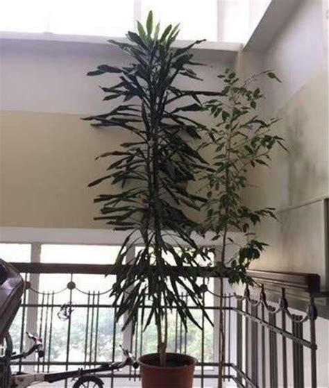 Драцена взрослая цветущая более 2 метра | Festima.Ru - Мониторинг ...