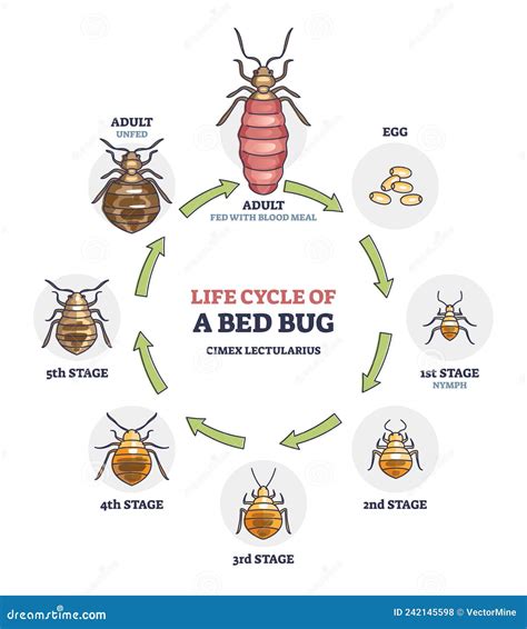 Insect Metamorphosis Diagram