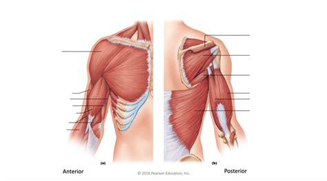 Anterior And Posterior Of Chest Diagram Quizlet