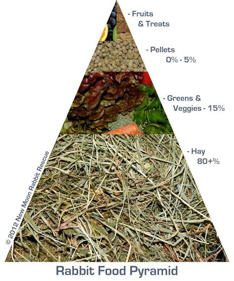 This Is What A Rabbit Food Pyramid Should Look Like Feed Them Right