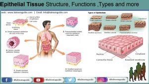 Epithelial Tissue Structure, Functions ,Types and more | Lab Tests Guide