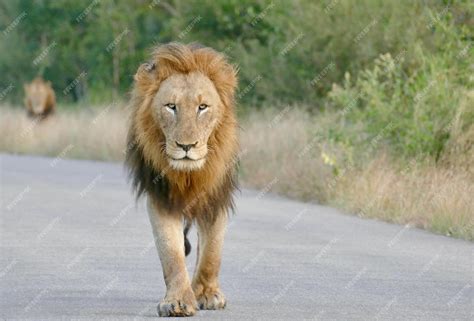 Premium Photo Group Of Lions Resting On The Road Male Lion Walking