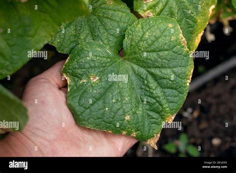 Target Leaf Spot Disease On Cucumber Cucumber Plant Affected By