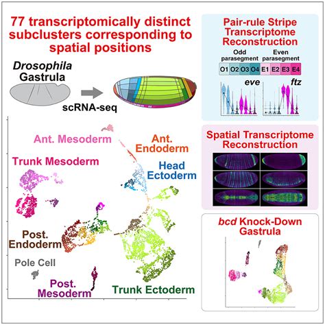 Single Cell Transcriptome Atlas Of Drosophila Gastrula 2 0 Cell Reports