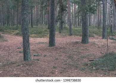 Naked Pine Tree Forest Before Winter Stock Photo Shutterstock