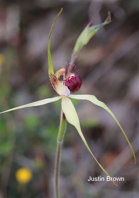 Caladenia Viridescens Western Australian Native Orchid Study And