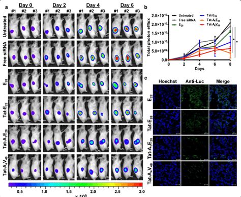 In vivo gene silencing by siRNA/ELP variant complexes. a For in vivo ... 
