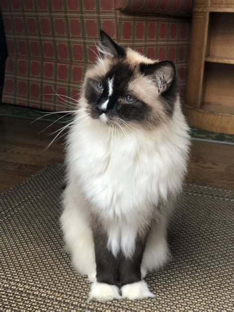 Ragdoll Cats | EVERYTHING You Need To Know About Ragdoll Cats & Kittens
