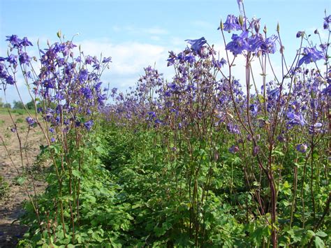 orlíček obecný – PlantaNaturalis.com