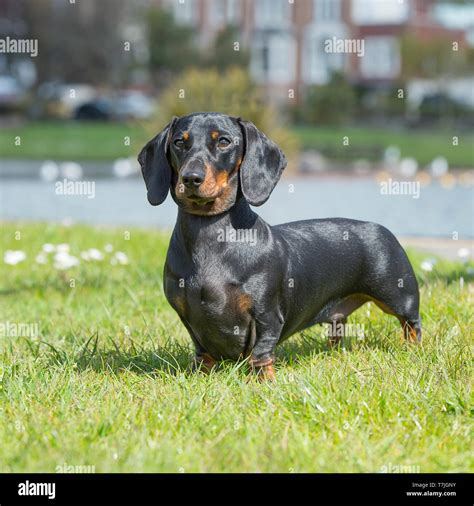 Miniature Smooth Haired Dachshund Stock Photo Alamy