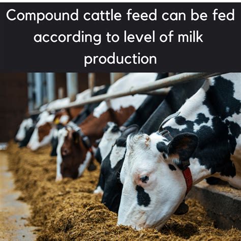 Bis Isi Mark Certification For Compounded Feeds For Cattle At Rs