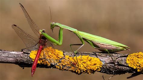 14 Things Praying Mantis Like To Eat Most (Diet, Care & Feeding Tips)