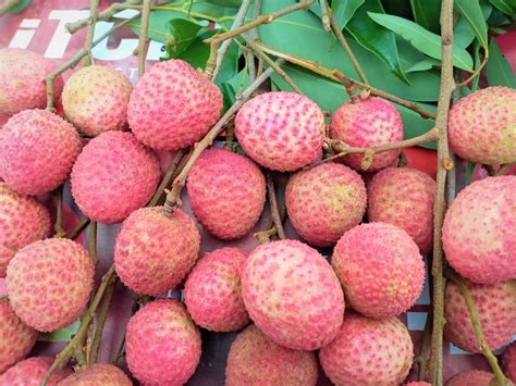 A Grade Shahi Litchi Packaging Size Kg At Rs Box In