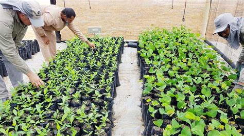 Agrovale Reabre Viveiro Para Produ O De Mudas Da Caatinga Blog Do