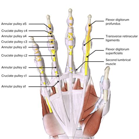 Hand Knochen Muskulatur Innervation Funktion Lecturio