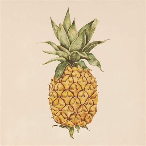 pineapple vintage images  vectors pngs mockups backgrounds