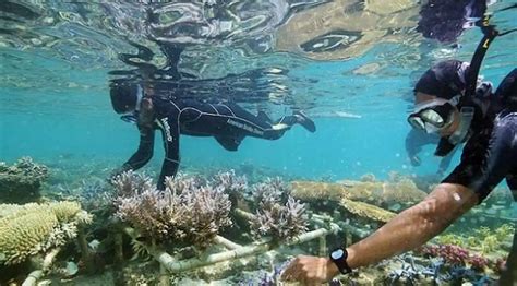 5 Spot Snorkeling Pulau Seribu Dengan Panorama Yang Indah