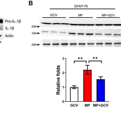 Morphine induces IL 1β activation cleavage via Wnt5a ROR2