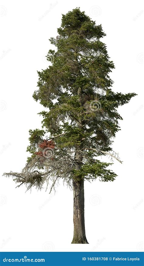 Cut Out Pine Tree Spruce Isolated Stock Photo Image Of Clipping