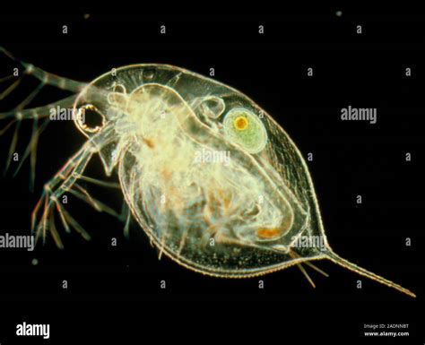 Light Micrograph Of A Female Fresh Waterflea Daphnia Sp Showing A