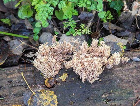 Ramaria Stricta Strumpshaw Fen Mycological Survey