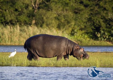 Hippo And Croc Boat Cruise St Lucia Tours And Charters