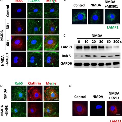 Activation of NMDA receptor induces increase in the early endosomal... | Download Scientific Diagram