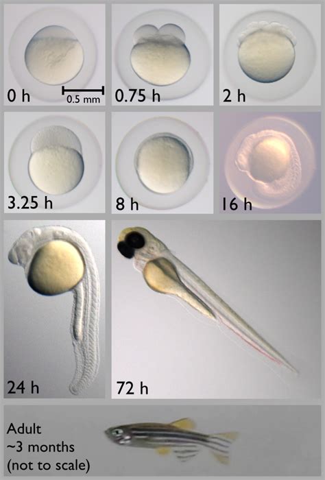 【趣味模式生物】在家也能养的「水中小白鼠」——斑马鱼 知乎