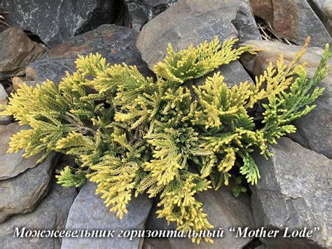 50 оттенков хвойных | Блог интернет-магазина Подворье