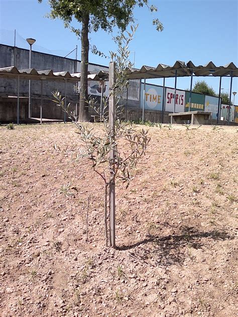 Fruto Da Oliveira 5