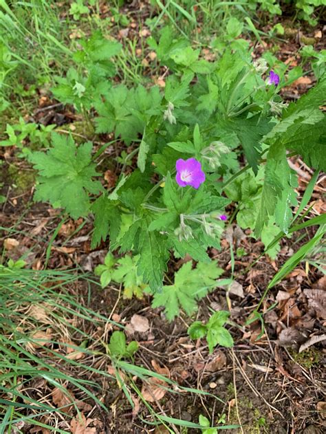 Geranium molle - Dove's-foot Crane's-bill — BSBI VC77