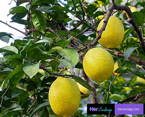 Expert Tips: Health benefits of Galgal | health benefits of galgal ...